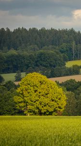 Preview wallpaper trees, slope, grass, field, nature
