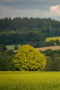 Preview wallpaper trees, slope, grass, field, nature