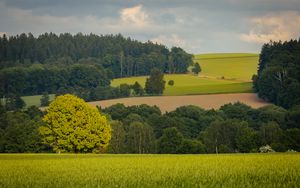 Preview wallpaper trees, slope, grass, field, nature