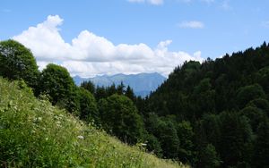 Preview wallpaper trees, slope, grass, landscape, clouds