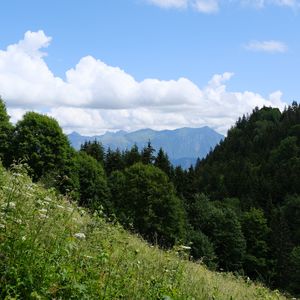 Preview wallpaper trees, slope, grass, landscape, clouds