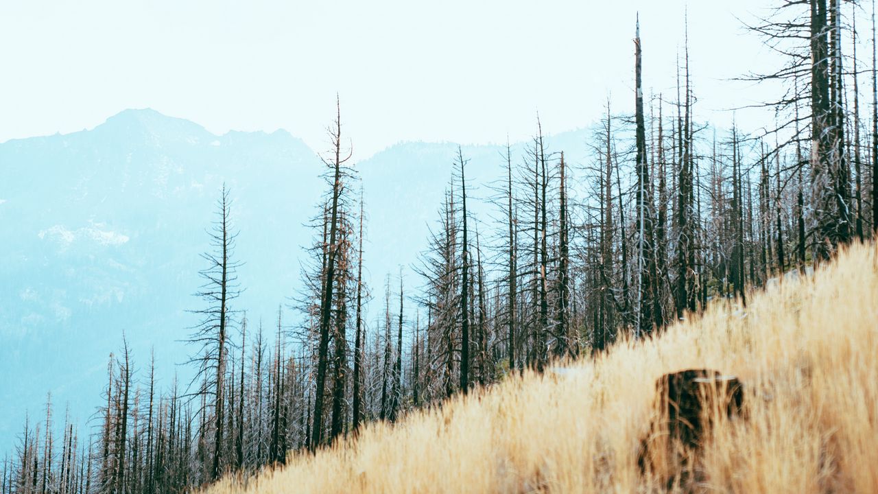 Wallpaper trees, slope, mountains, landscape, nature