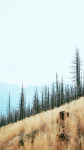 Preview wallpaper trees, slope, mountains, landscape, nature