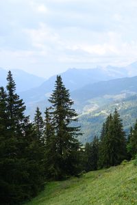 Preview wallpaper trees, slope, mountains, nature