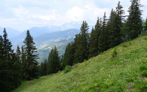 Preview wallpaper trees, slope, mountains, nature