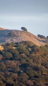 Preview wallpaper trees, slope, sky, nature, landscape