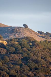 Preview wallpaper trees, slope, sky, nature, landscape