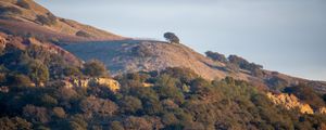 Preview wallpaper trees, slope, sky, nature, landscape