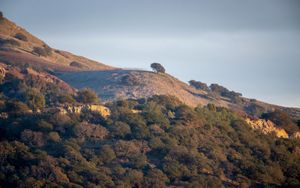 Preview wallpaper trees, slope, sky, nature, landscape