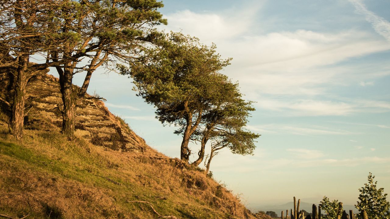 Wallpaper trees, slope, sky, nature