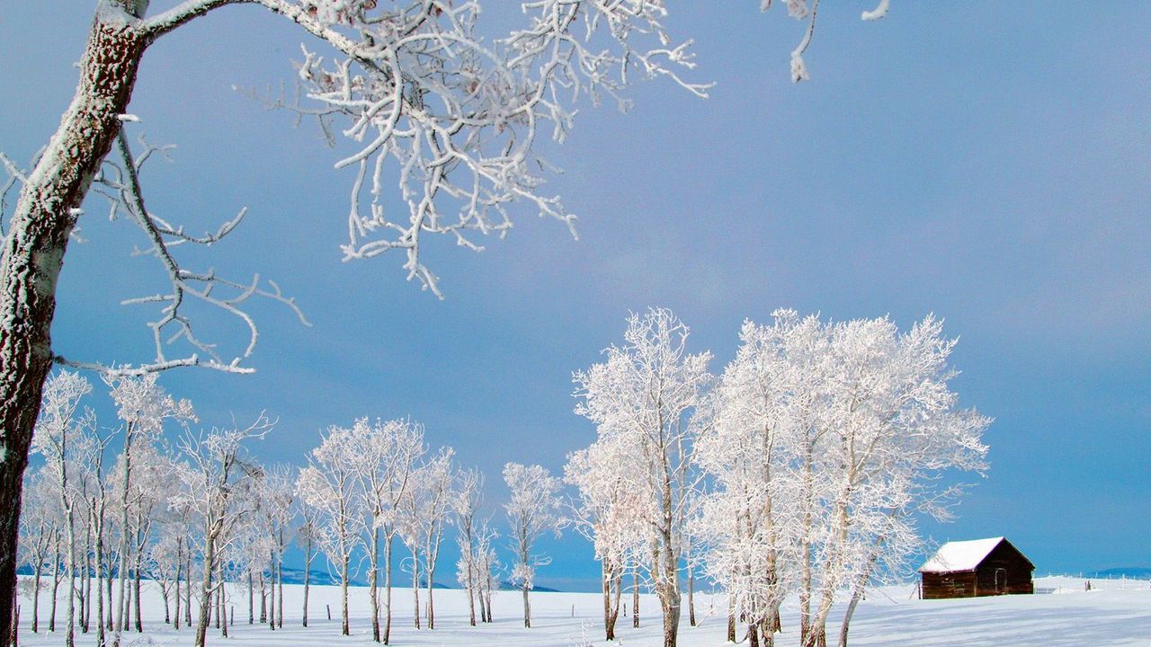 Wallpaper trees, small house, snow, hoarfrost, field, winter