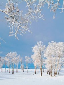 Preview wallpaper trees, small house, snow, hoarfrost, field, winter