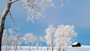 Preview wallpaper trees, small house, snow, hoarfrost, field, winter