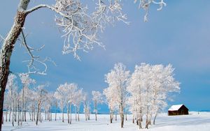 Preview wallpaper trees, small house, snow, hoarfrost, field, winter