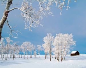 Preview wallpaper trees, small house, snow, hoarfrost, field, winter