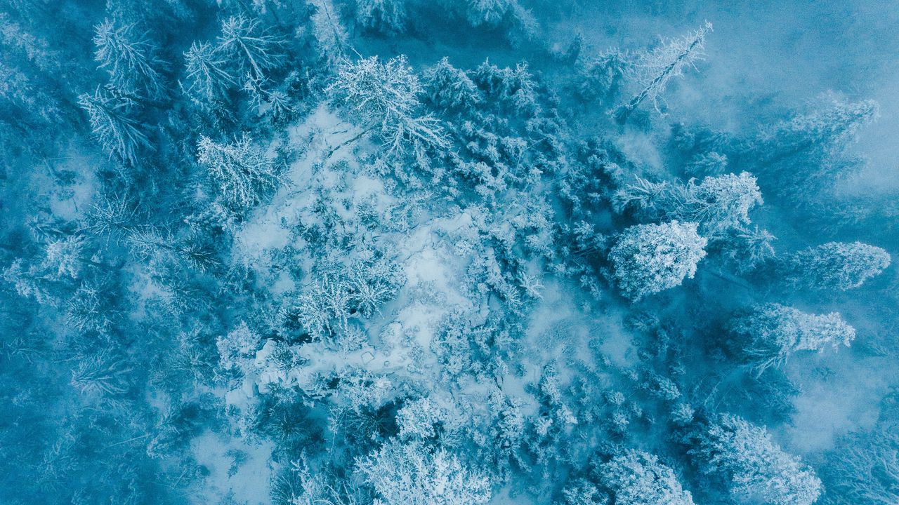 Wallpaper trees, snow, aerial view, forest