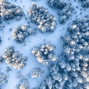 Preview wallpaper trees, snow, aerial view, winter, white