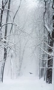 Preview wallpaper trees, snow, bird, winter, blizzard