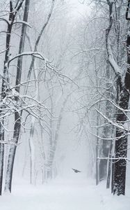 Preview wallpaper trees, snow, bird, winter, blizzard
