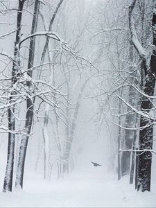Preview wallpaper trees, snow, bird, winter, blizzard