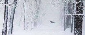 Preview wallpaper trees, snow, bird, winter, blizzard