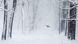 Preview wallpaper trees, snow, bird, winter, blizzard