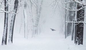 Preview wallpaper trees, snow, bird, winter, blizzard