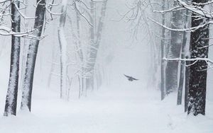 Preview wallpaper trees, snow, bird, winter, blizzard