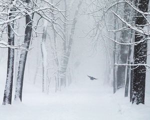 Preview wallpaper trees, snow, bird, winter, blizzard
