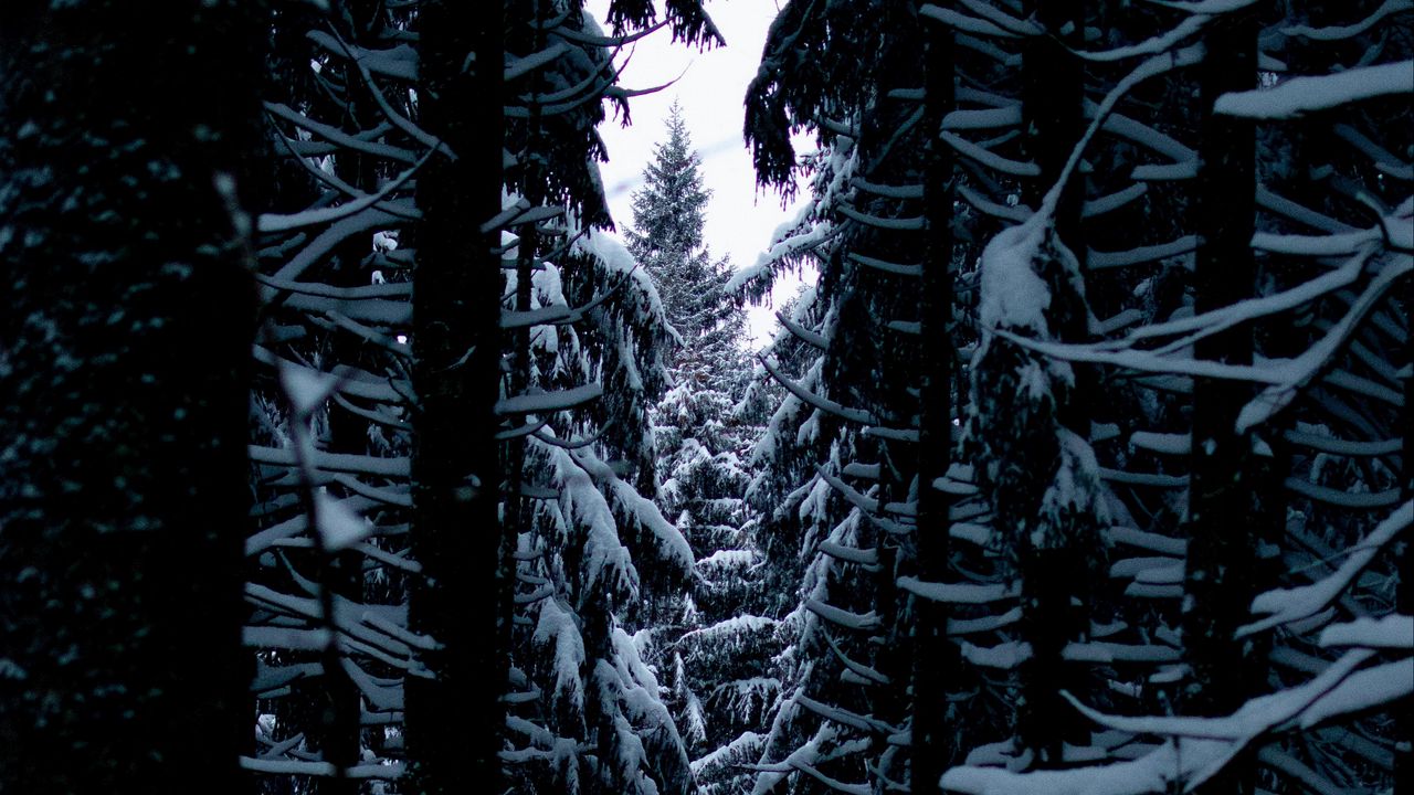 Wallpaper trees, snow, branches, passage hd, picture, image