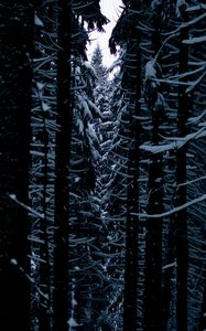 Preview wallpaper trees, snow, branches, passage