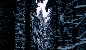 Preview wallpaper trees, snow, branches, passage