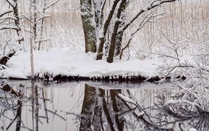 Preview wallpaper trees, snow, branches, reflection, river, winter