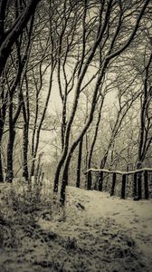 Preview wallpaper trees, snow, bw, path, winter