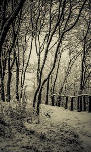 Preview wallpaper trees, snow, bw, path, winter