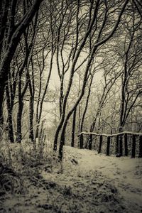 Preview wallpaper trees, snow, bw, path, winter