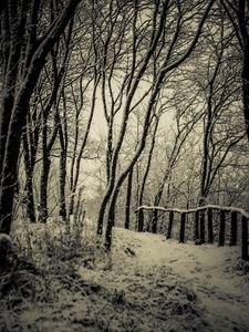 Preview wallpaper trees, snow, bw, path, winter