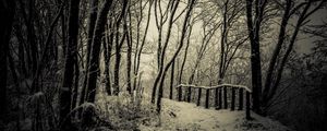 Preview wallpaper trees, snow, bw, path, winter