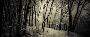 Preview wallpaper trees, snow, bw, path, winter