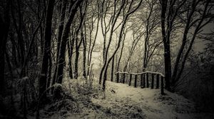 Preview wallpaper trees, snow, bw, path, winter