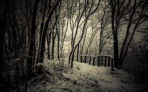 Preview wallpaper trees, snow, bw, path, winter