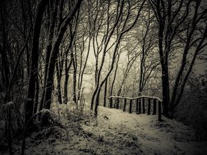 Preview wallpaper trees, snow, bw, path, winter