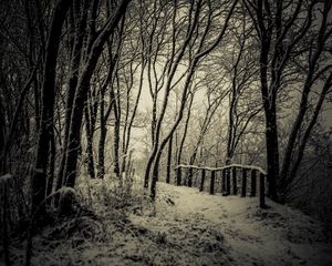 Preview wallpaper trees, snow, bw, path, winter