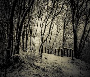 Preview wallpaper trees, snow, bw, path, winter