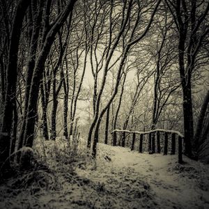 Preview wallpaper trees, snow, bw, path, winter