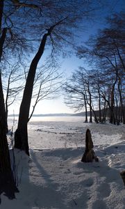 Preview wallpaper trees, snow, crust, winter, trunks