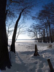Preview wallpaper trees, snow, crust, winter, trunks