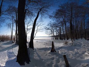 Preview wallpaper trees, snow, crust, winter, trunks