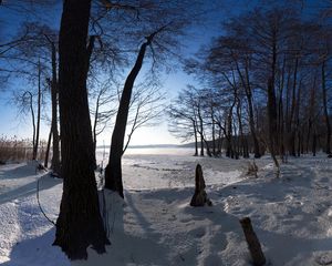 Preview wallpaper trees, snow, crust, winter, trunks