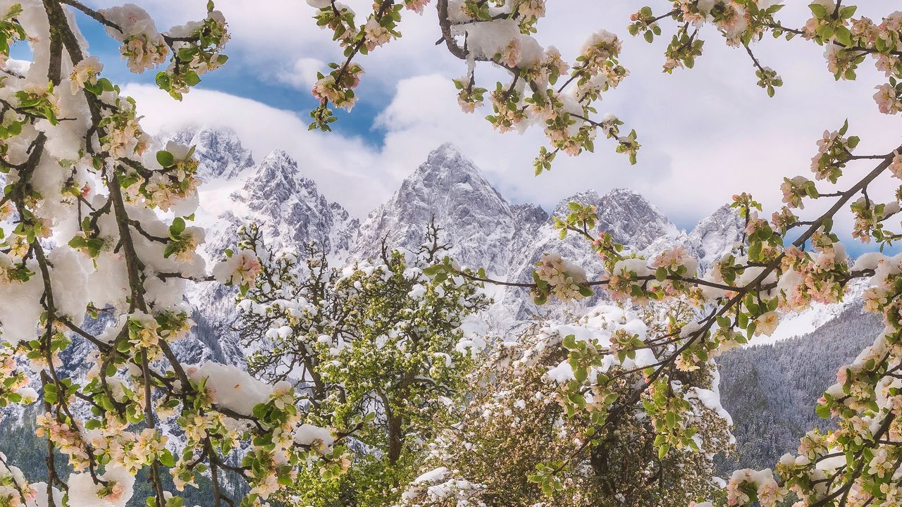 Wallpaper trees, snow, flowers, mountains, snowy